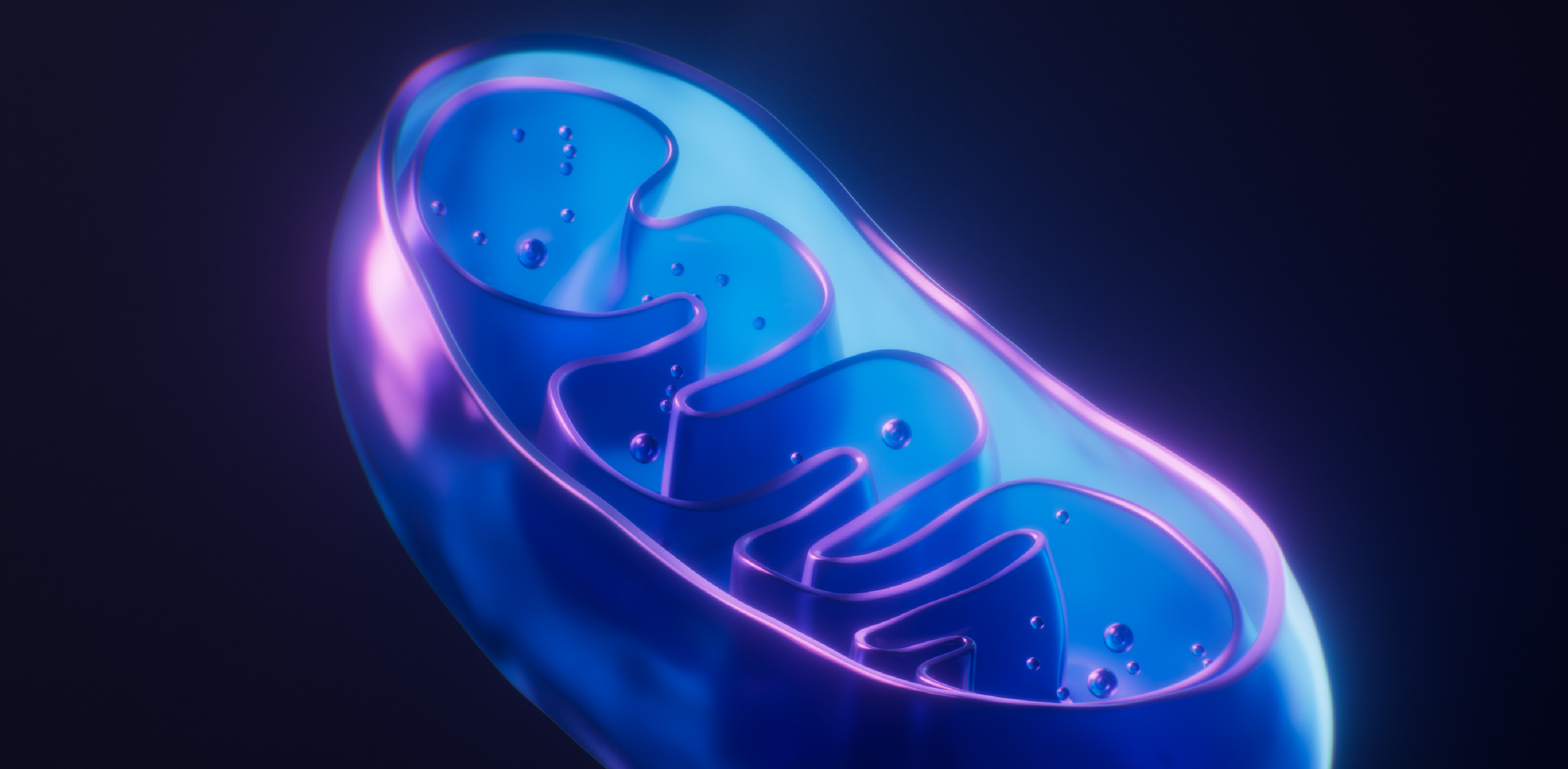 3D illustration of a mitochondrion showing cellular energy production and ATP generation involved in light therapy cellular stimulation