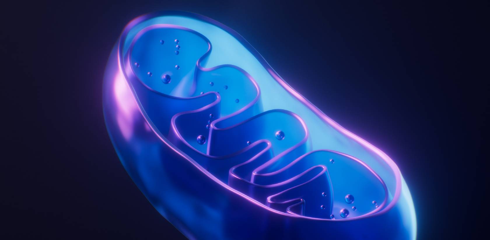 3D illustration of a mitochondrion showing cellular energy production and ATP generation involved in light therapy cellular stimulation