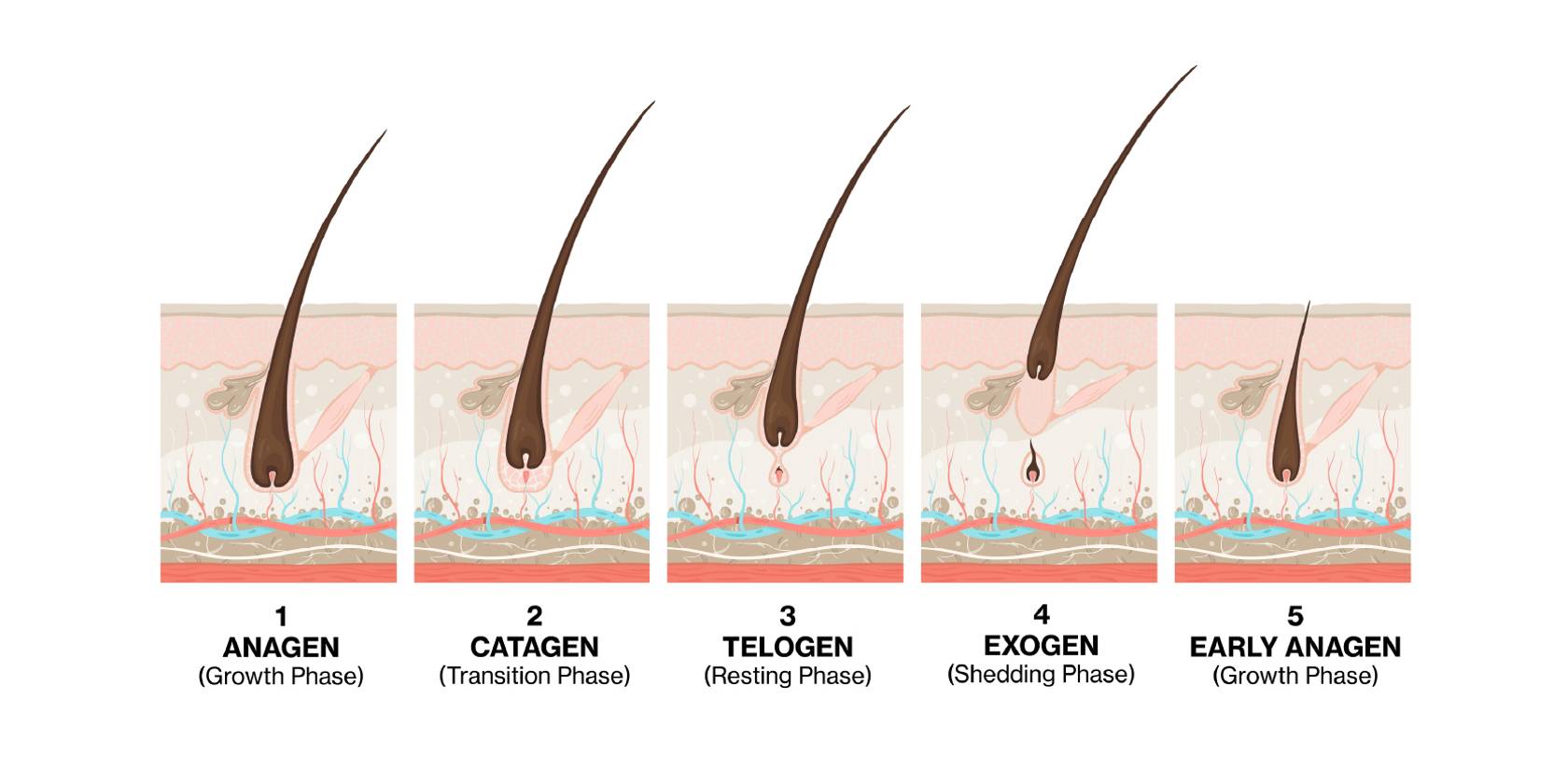 Illustration of the hair growth cycle showing five stages: anagen (growth phase), catagen (transition phase), telogen (resting phase), exogen (shedding phase), and early anagen (new growth phase), with cross-sectional views of hair follicles in the scalp.