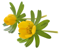 Nannycare yellow flower