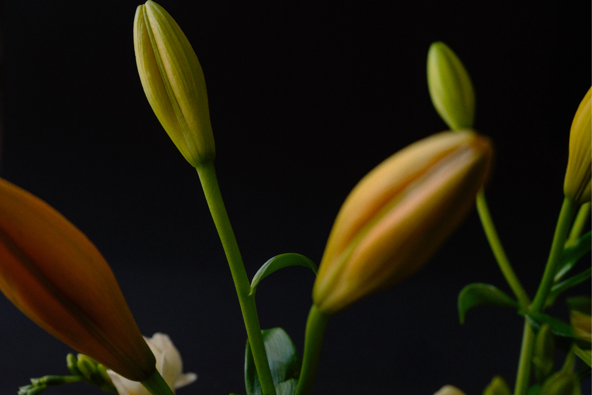 Esmeralda Natural Geisha product background