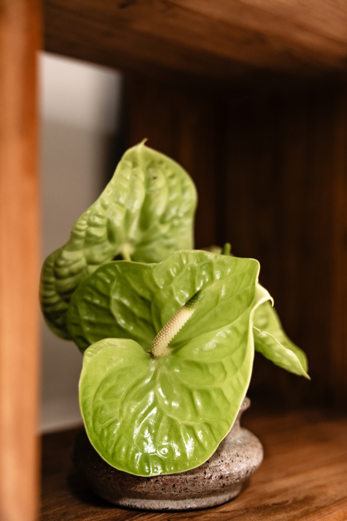 dBodhi Pebbles Bookrack - 5 Shelves