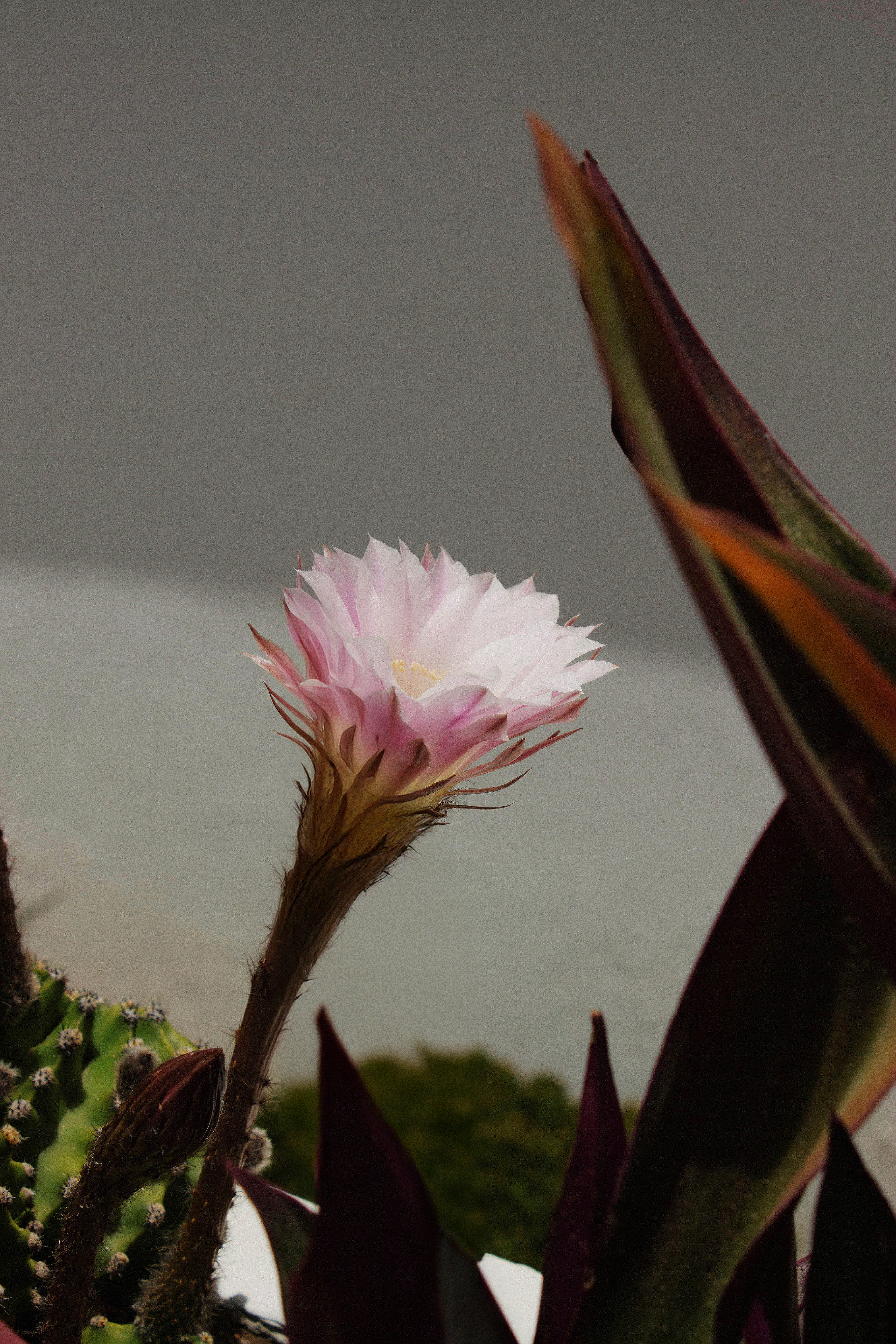 Coffee Archive – La Cabra