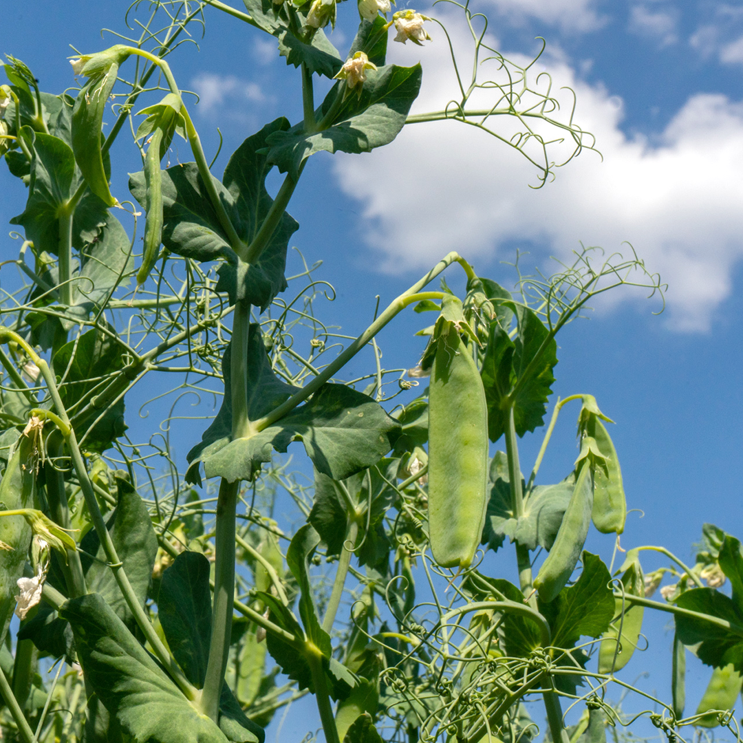 pea plantation