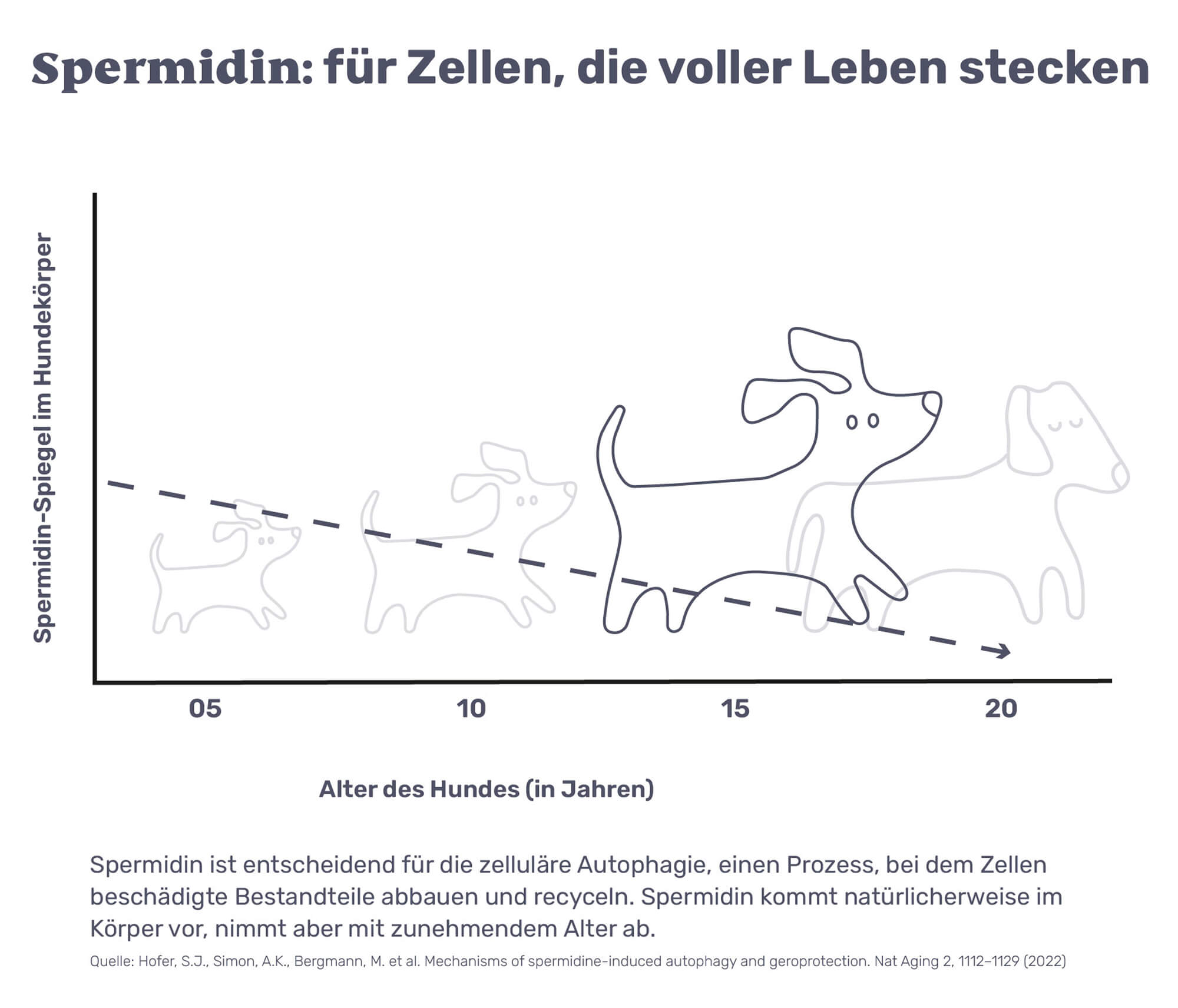 Spermidin: für Zellen, die voller Leben stecken