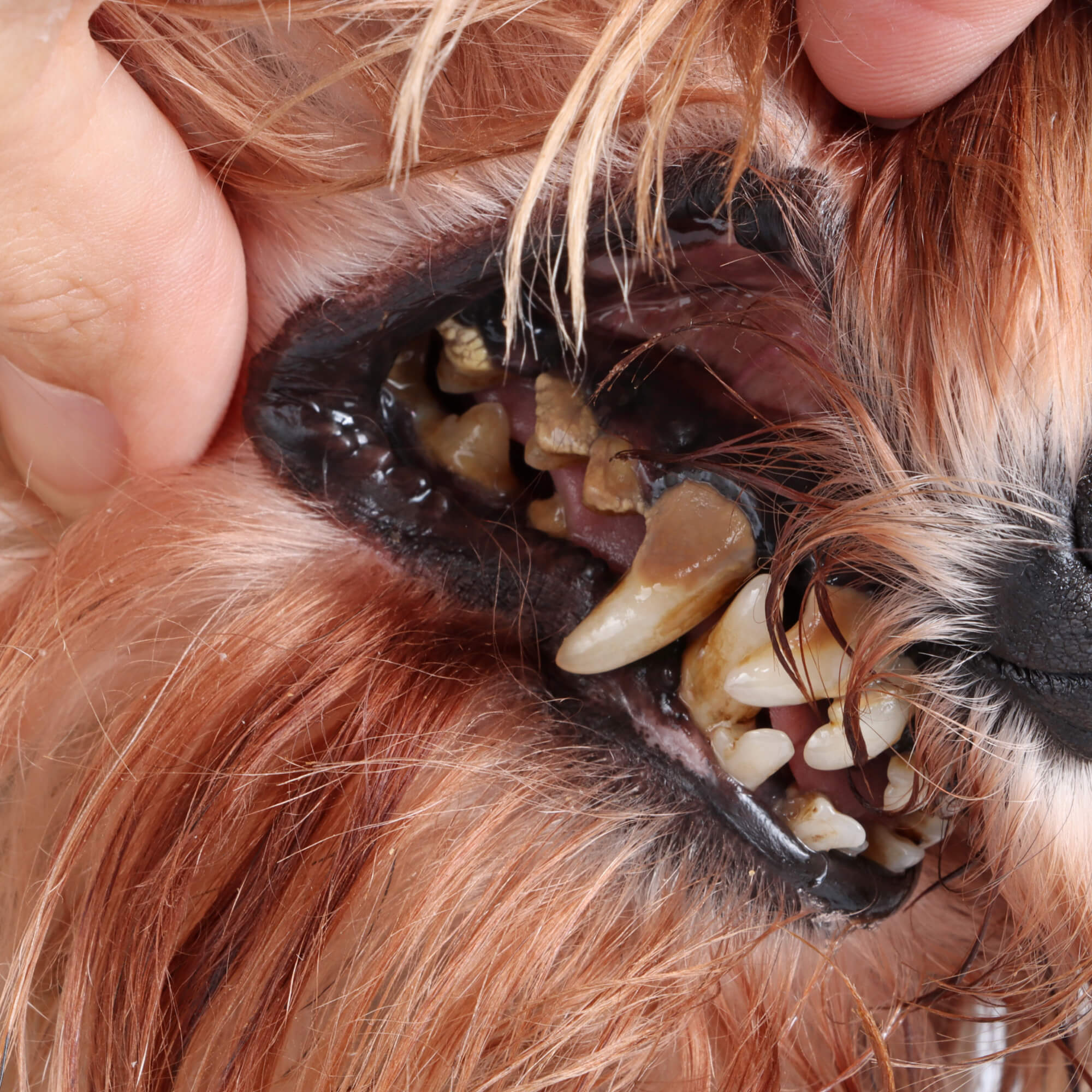 Zähne eines Hundes vor der Anwendung von Fresh Smile