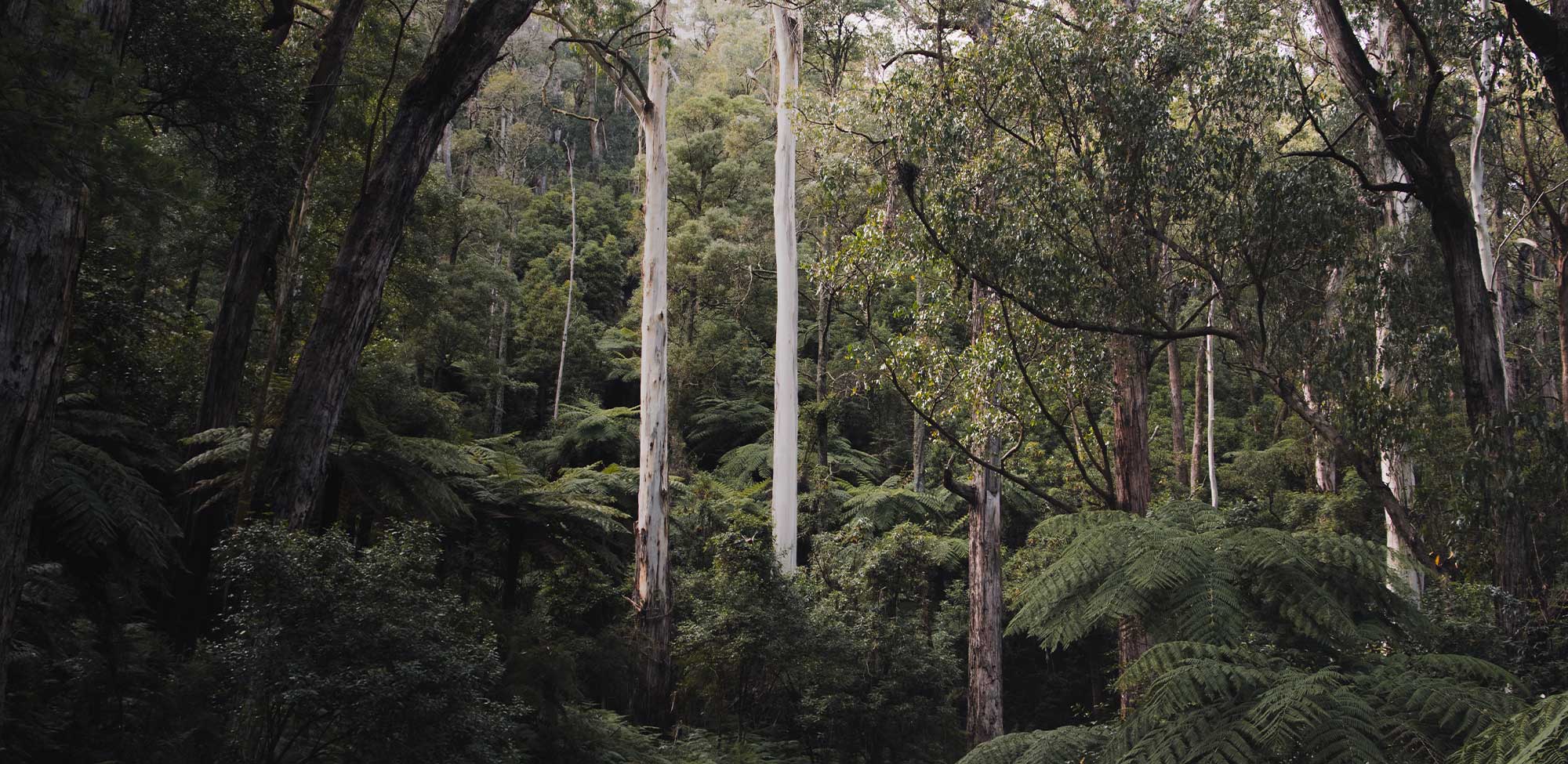 rainforest trees - desktop banner