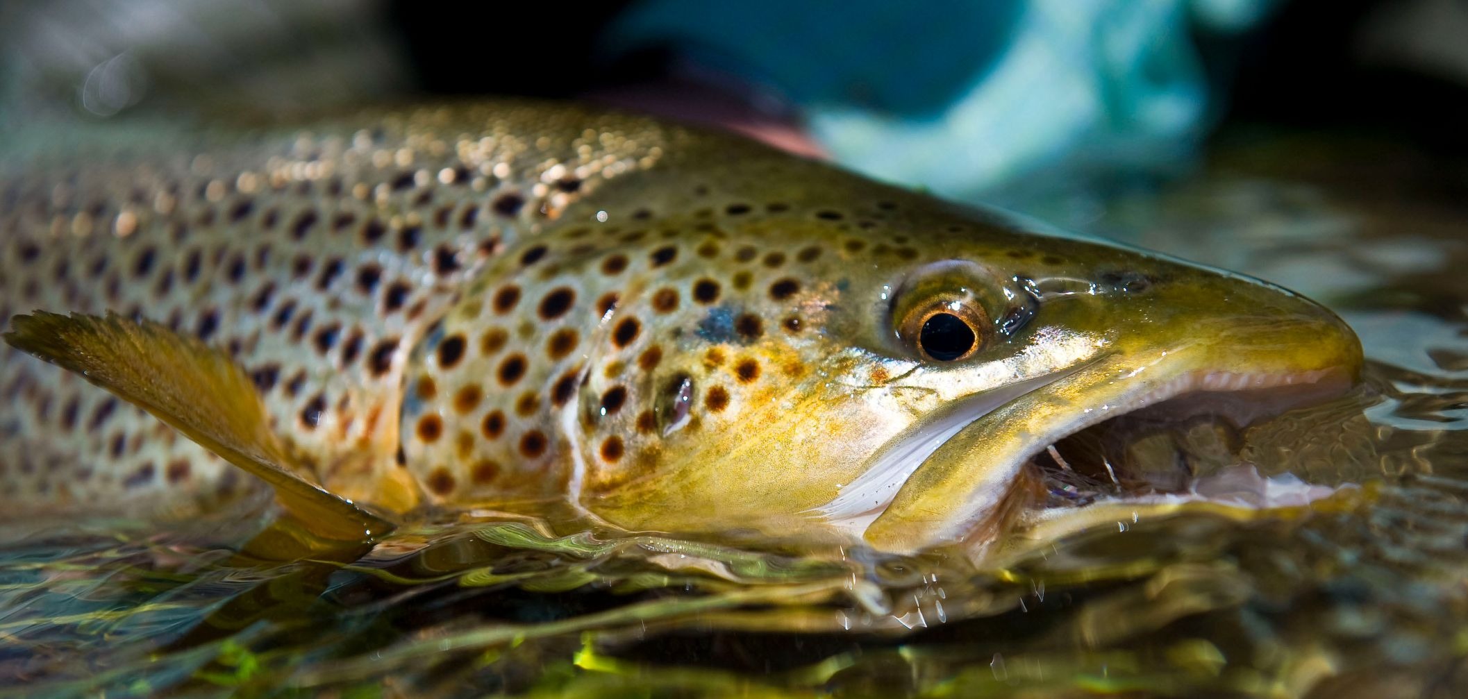 Lower Madison River Fishing Reports