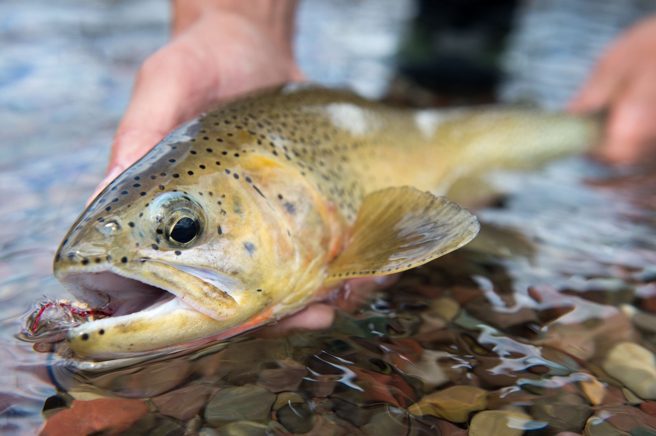 A young woman in a cowboy hat holding a fish net shows a cutthroat trout.  stock photo