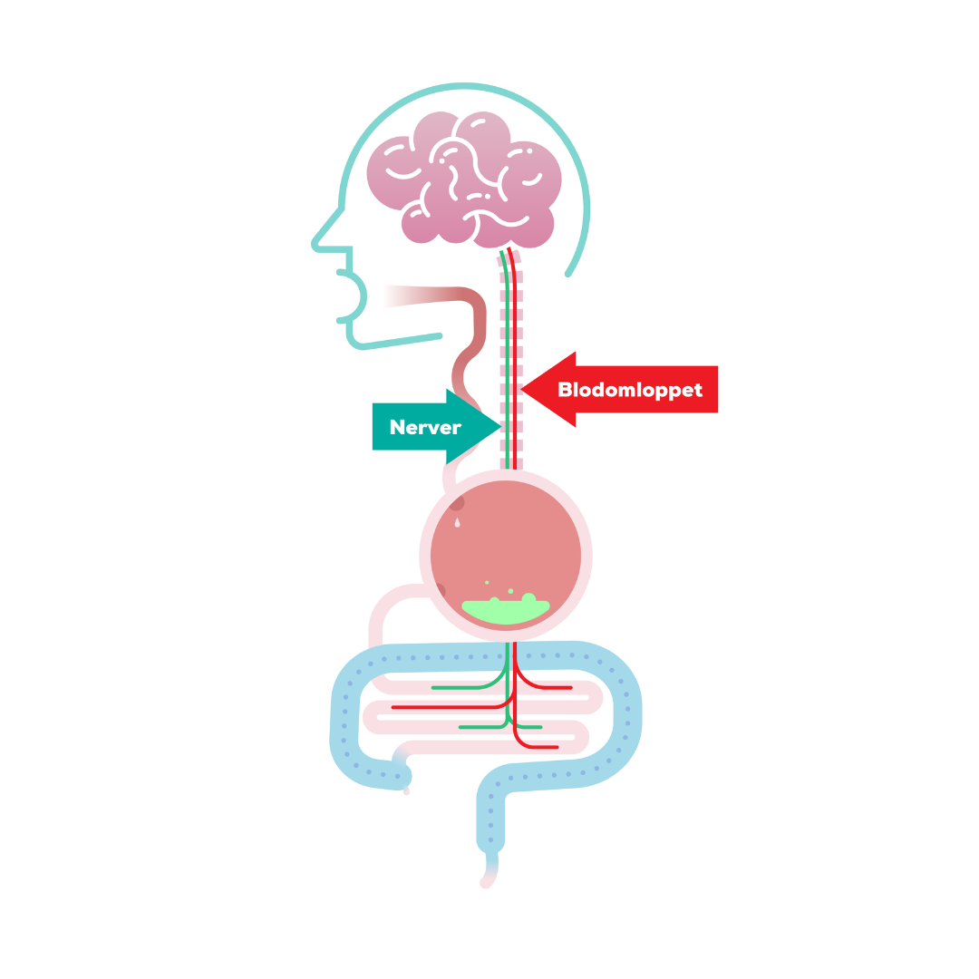 Gut illustration related to SIBO and intestinal health