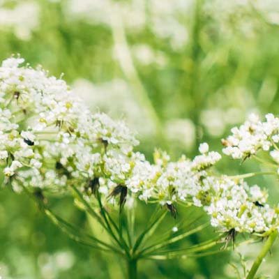 blue yarrow essential oil