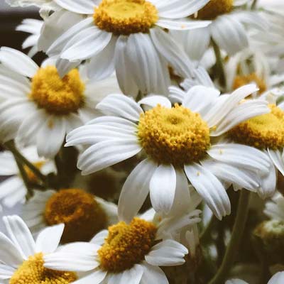 chamomile essential oil