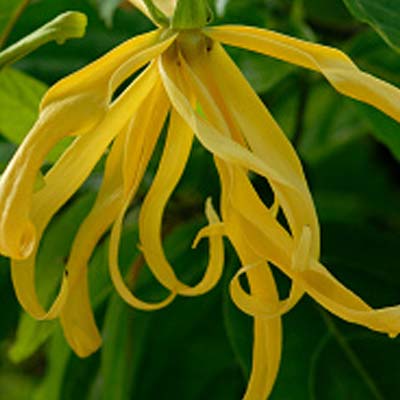 Ylang Ylang essential oil