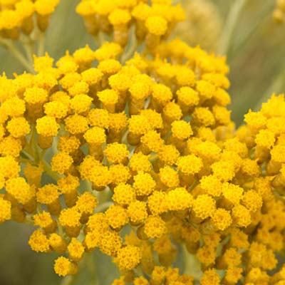 helichrysum oil