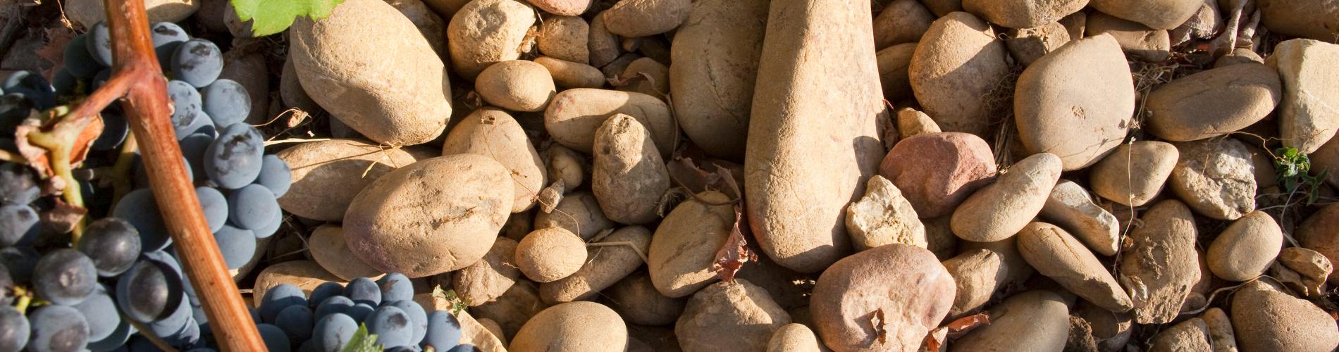 Domaine des Sénéchaux