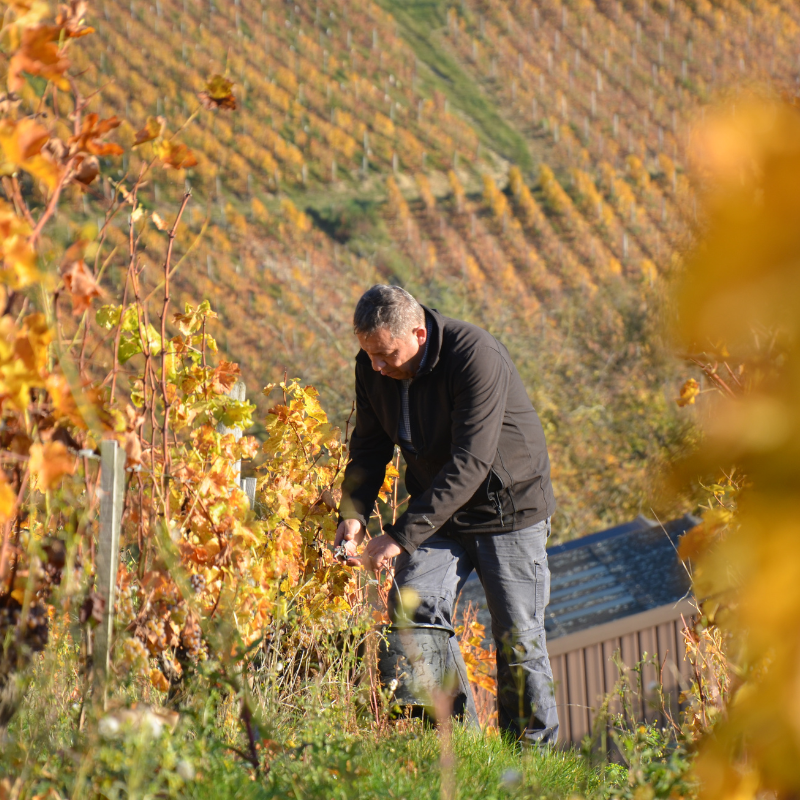 Domaine Henri Bourgeois
