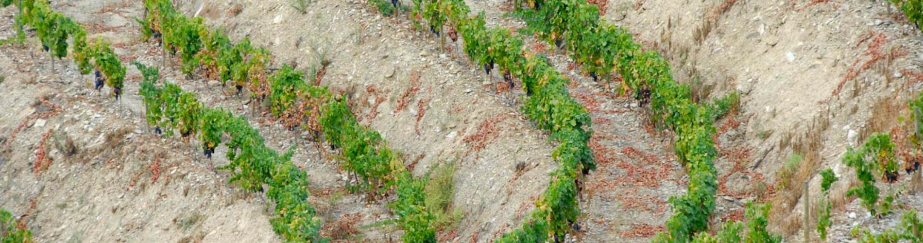 Symington Family Estates