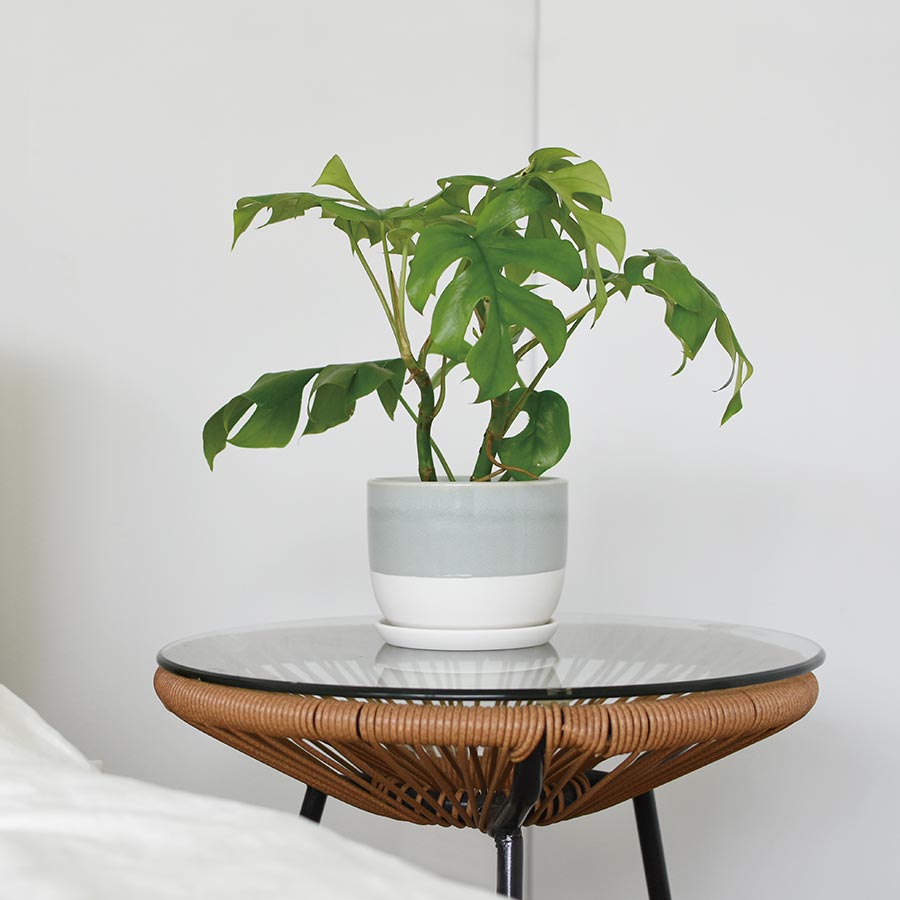  PLANT POT 193 placed on a bedside table  