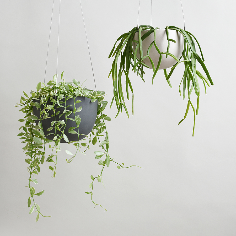  Two hanging pot plants with leafy green plants  