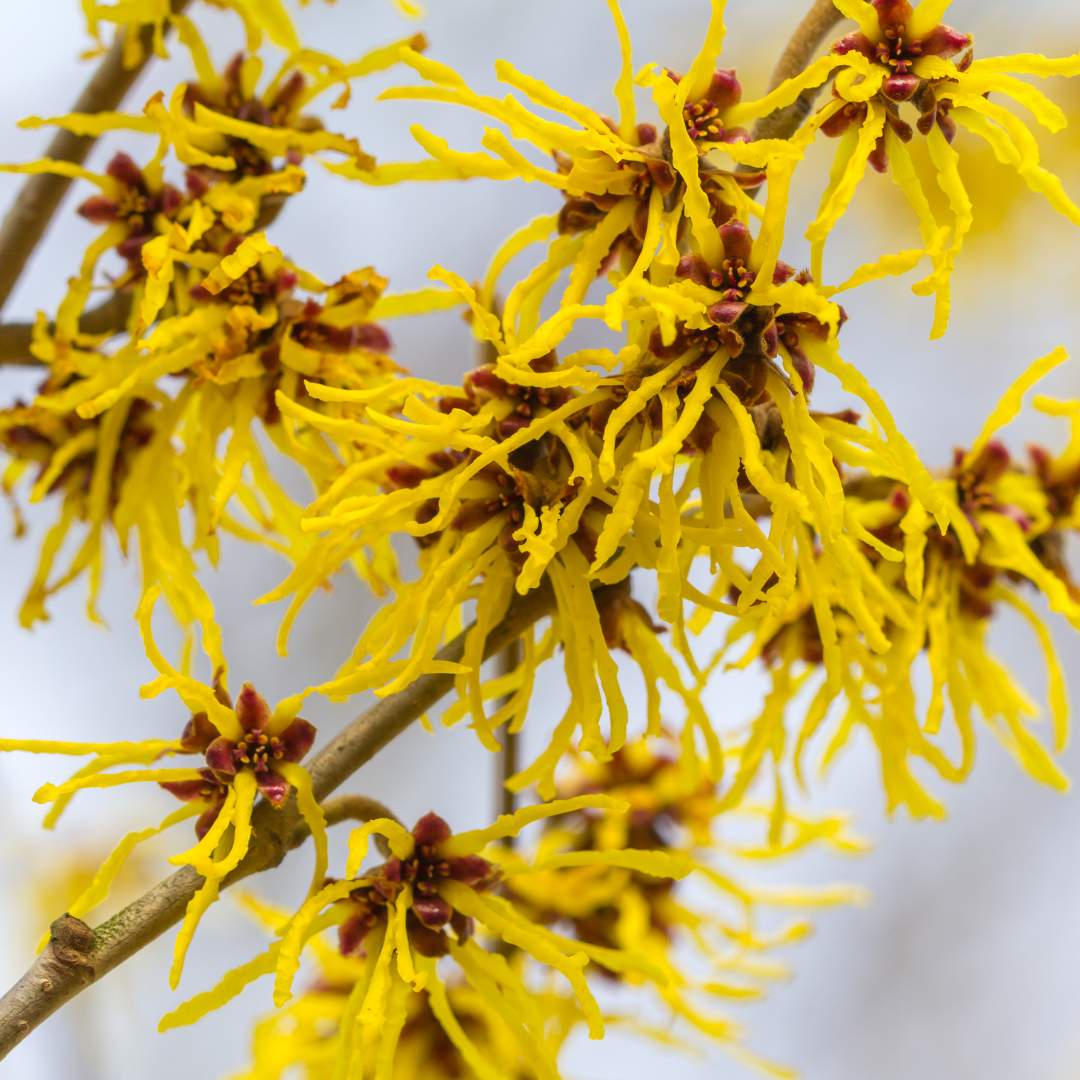 Witch Hazel 