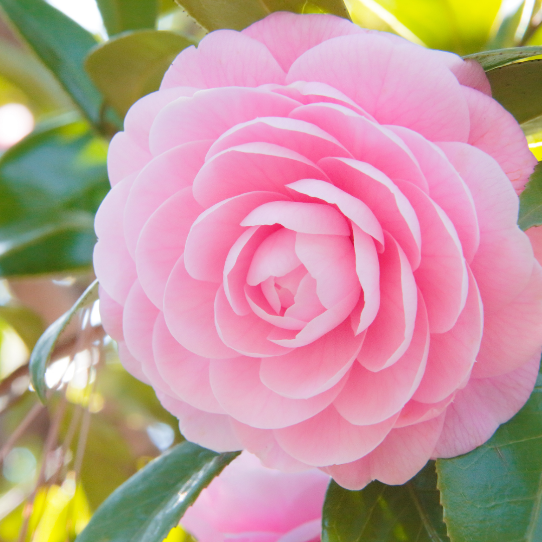 Camellia Oil