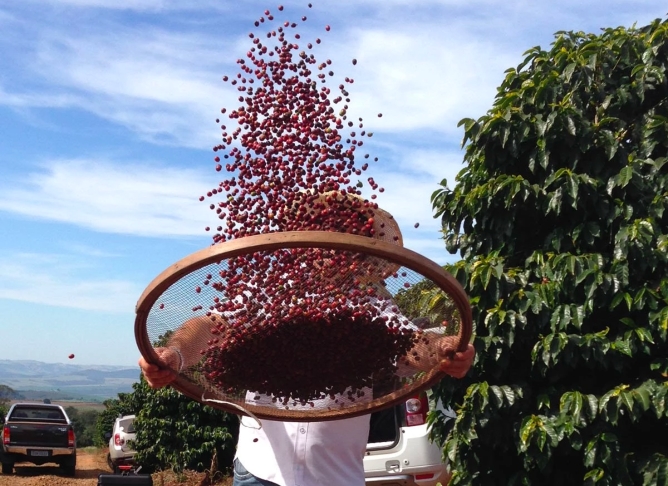 ALL ABOUT BRAZILIAN COFFEE