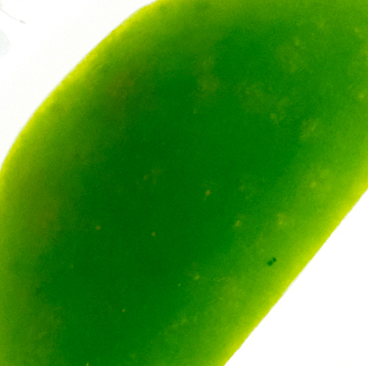 green apple aroma