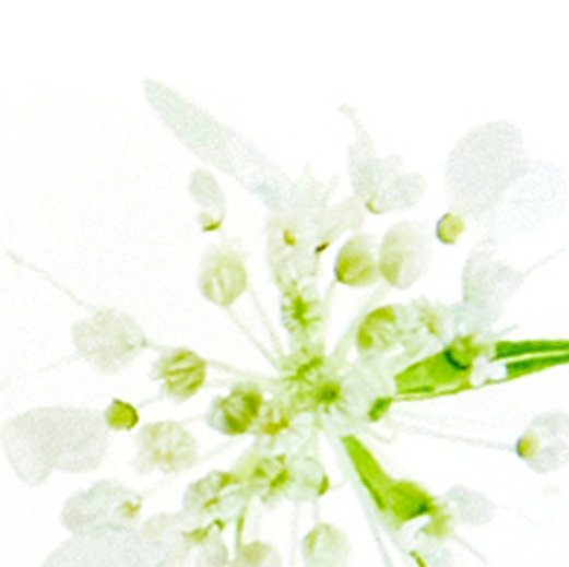 +elderflower