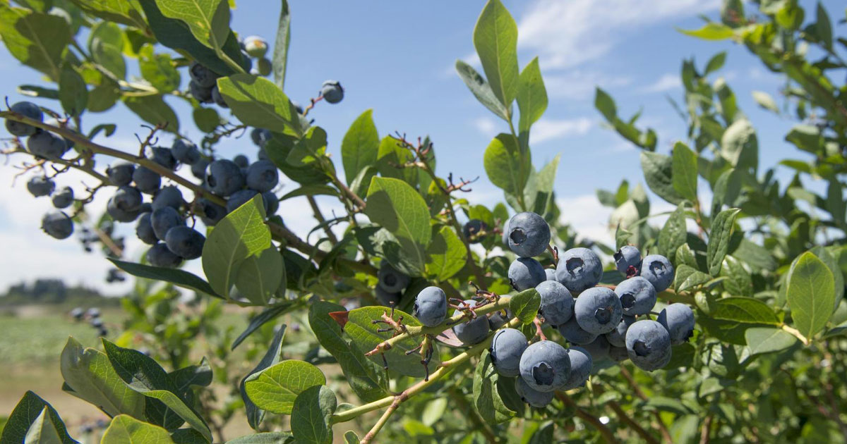 blueberry-bushes-huge-variety-grow-in-your-zone-plantingtree