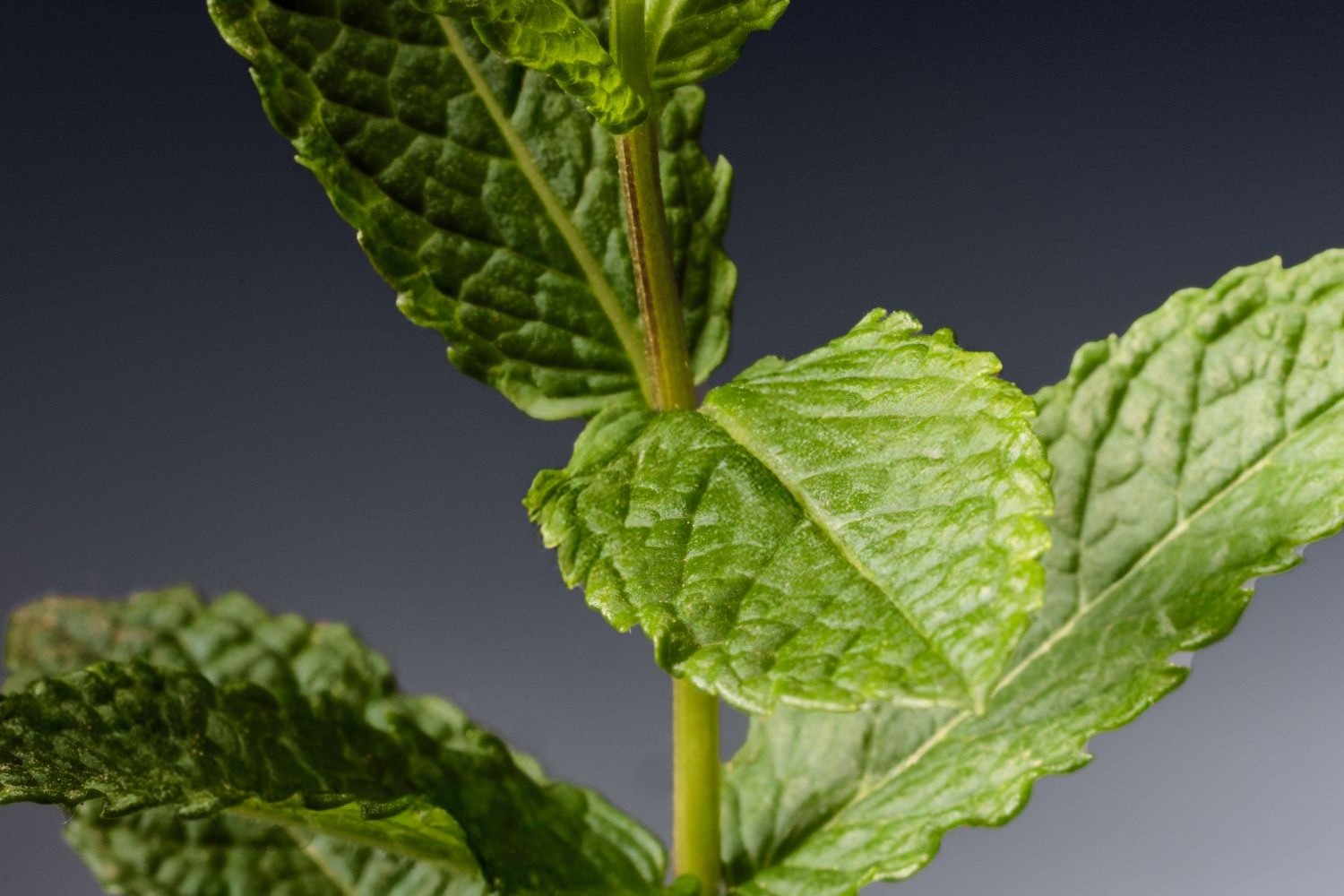 Organic French lemon balm