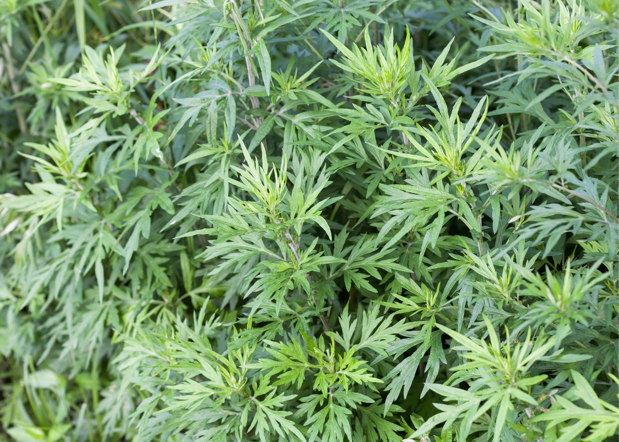 Anima Mundi Botanical Sacred Smoke - Organic Herbal Smoking Blend with  Mugwort, Rose Petals & Calendula Flowers, Heart Chakra Blend - Natural  Herbal