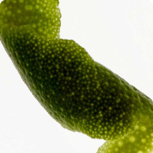 HEART: Bergamot