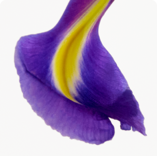 HEART: Iris