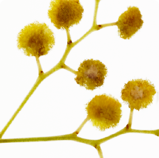 TOP: Mimosa