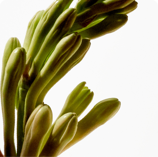 HEART: Tuberose