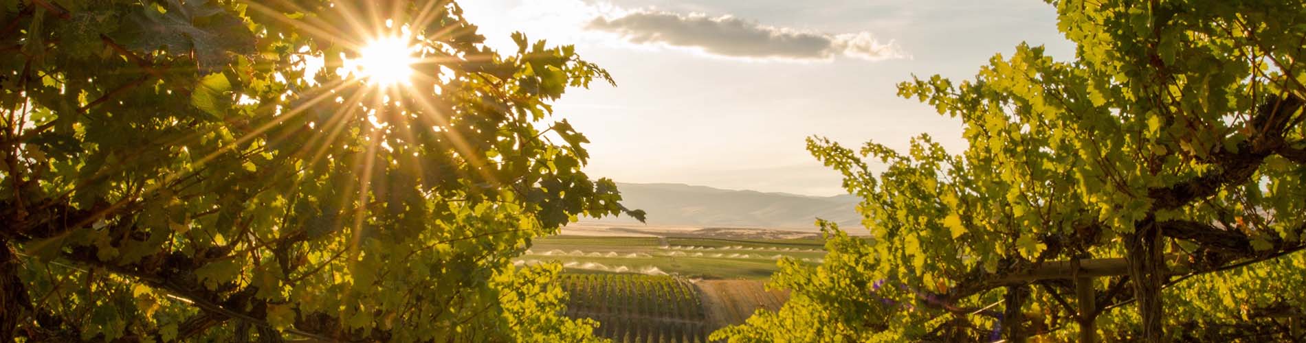 Buena Vista California Cabernet Sauvignon