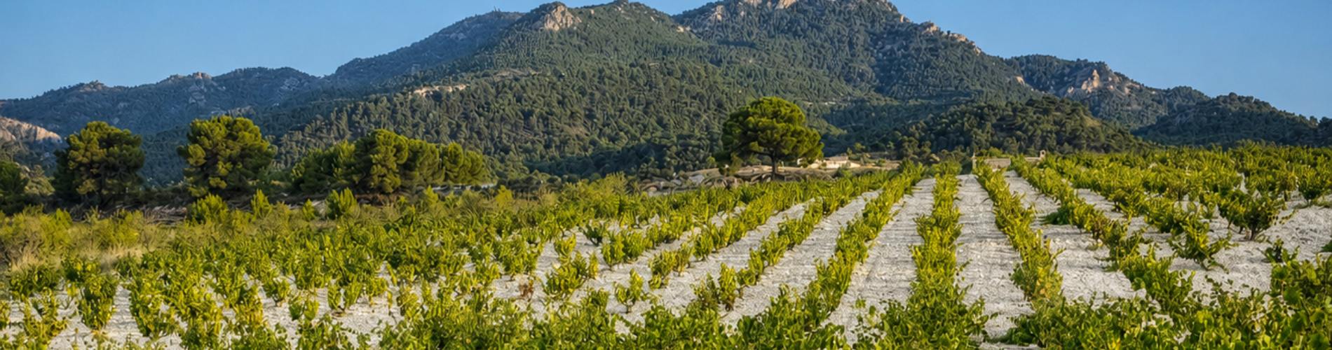 Bodegas Tinaha