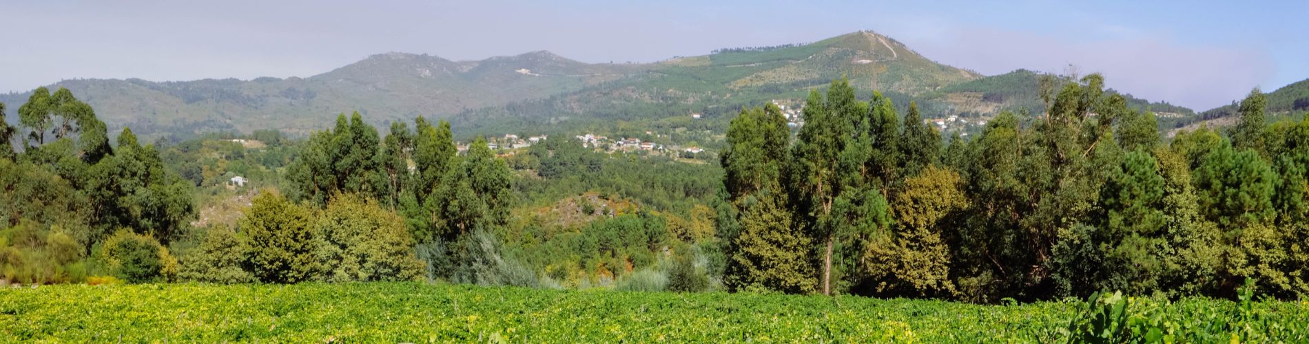Carneiro Famiy Wines