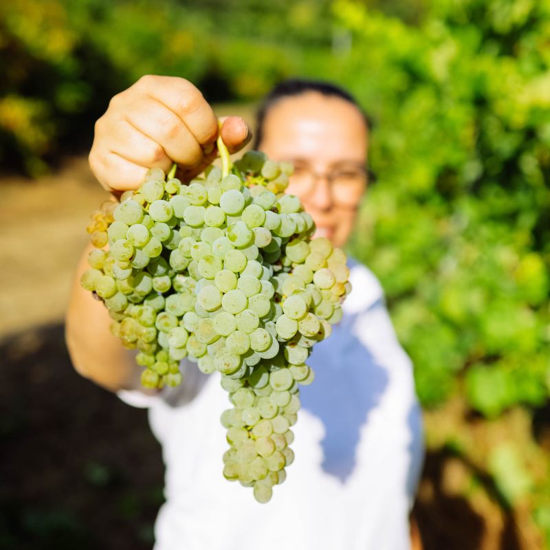 Carneiro Famiy Wines