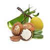 Marula Seed Oil, Shea Butter & Aloe Vera Leaf Juice Powder