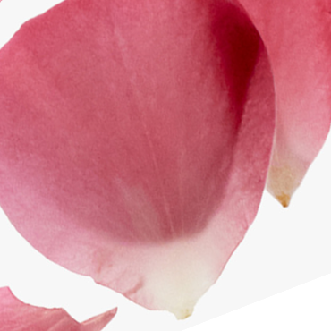 6x aroma pods