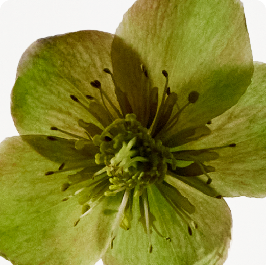 TOP: Gardenia