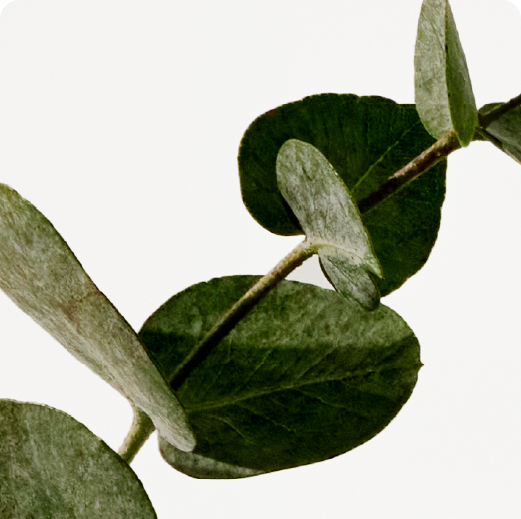 HEART: Eucalyptus