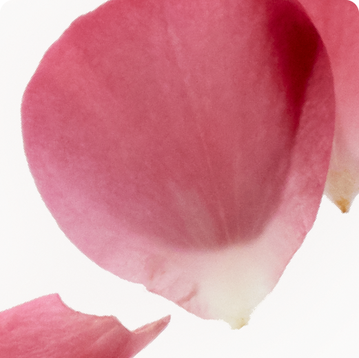 TOP: Rose