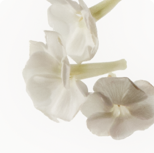 HEART: Jasmine
