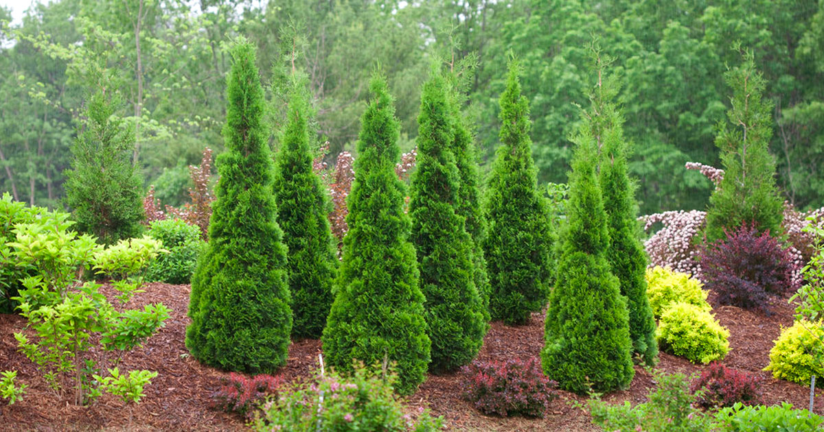 Columnar Trees for Sale | Perfect for Tight Spaces - PlantingTree