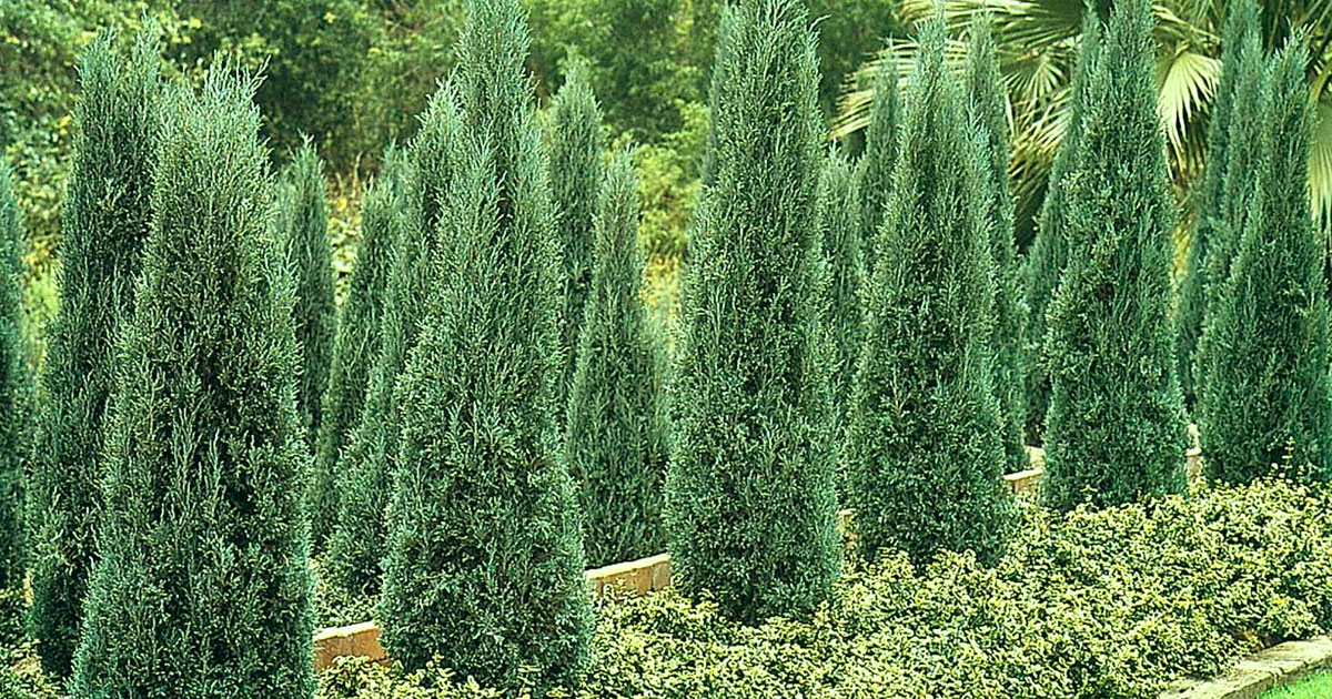 Columnar Bush Columnar Shrubs for Sale | Shrubs Perfect for Tight Spaces - PlantingTree
