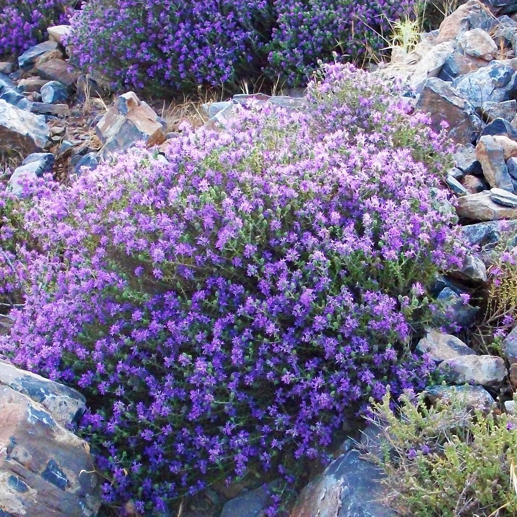 Cretan Organic Thyme