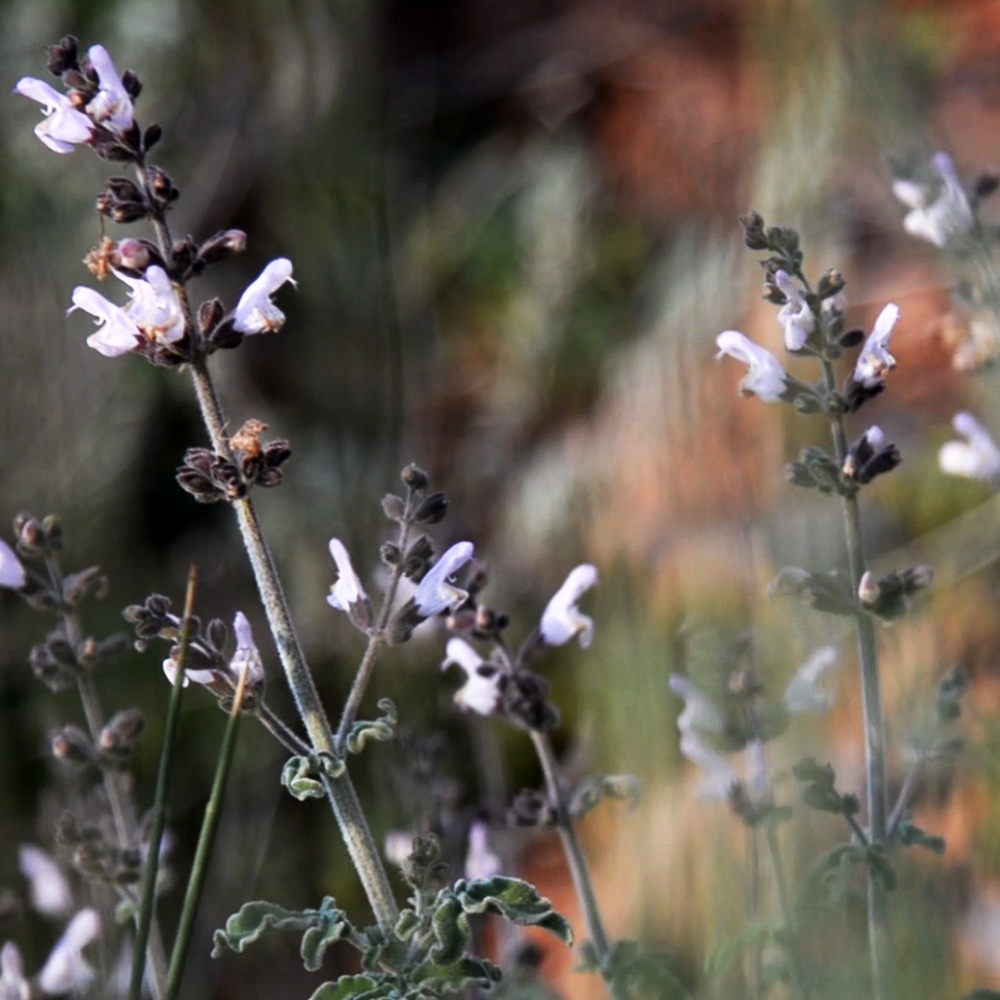 Cretan Sage