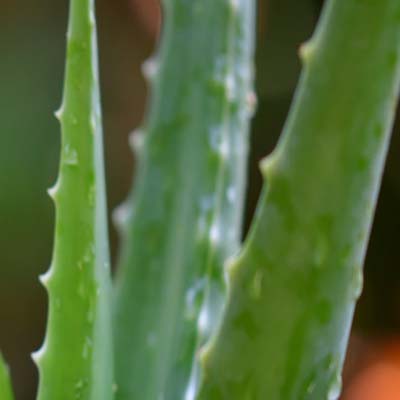 organic aloe Vera